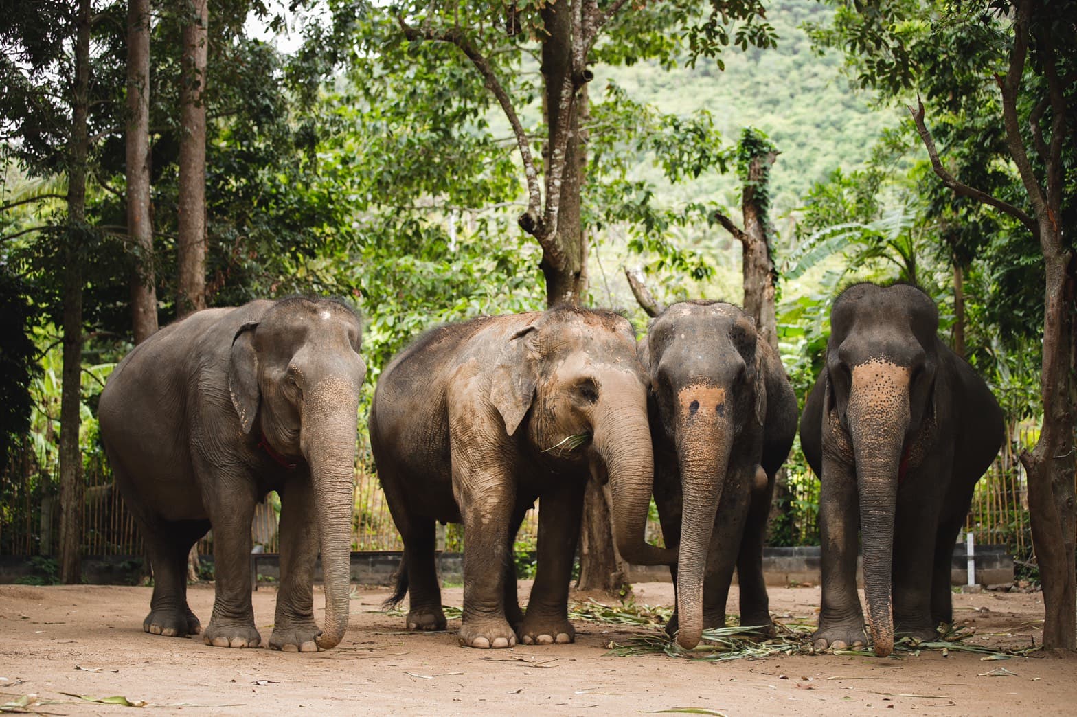 Elephant Care Sanctuary